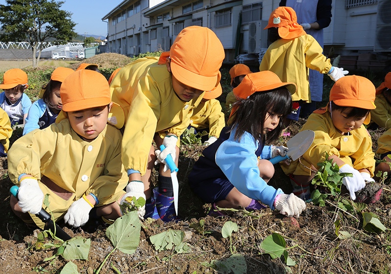 お芋掘り