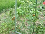 畑の野菜が育っています