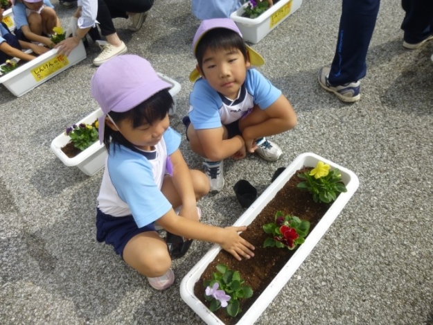 「パンジーの花」が園庭をかわいく飾ってくれています。